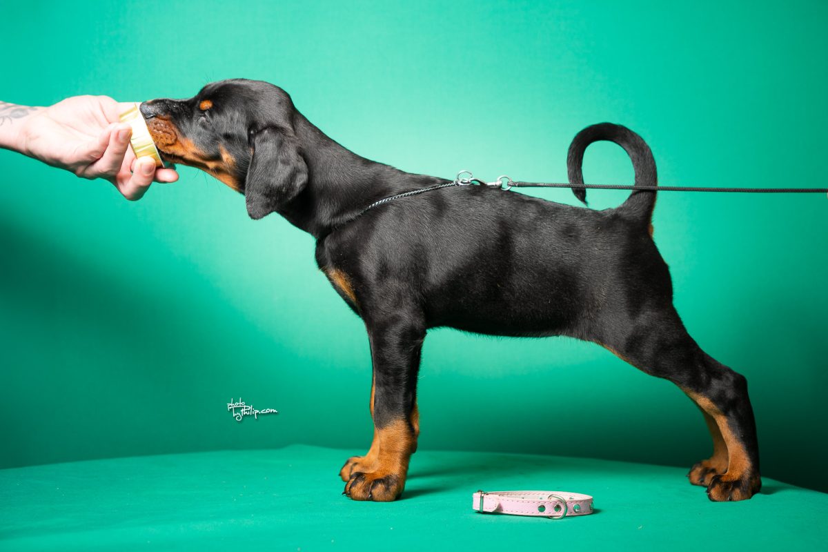 Pink Collar Female (Geppetto x Fiona)