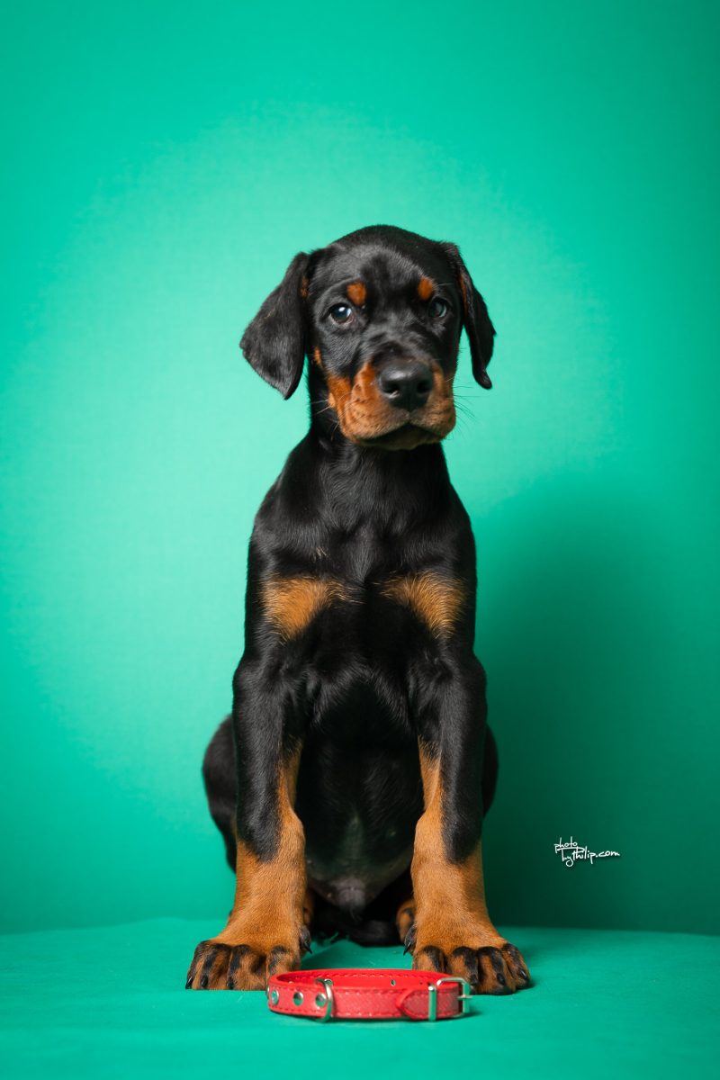 Red Collar Male (Geppetto x Fiona)