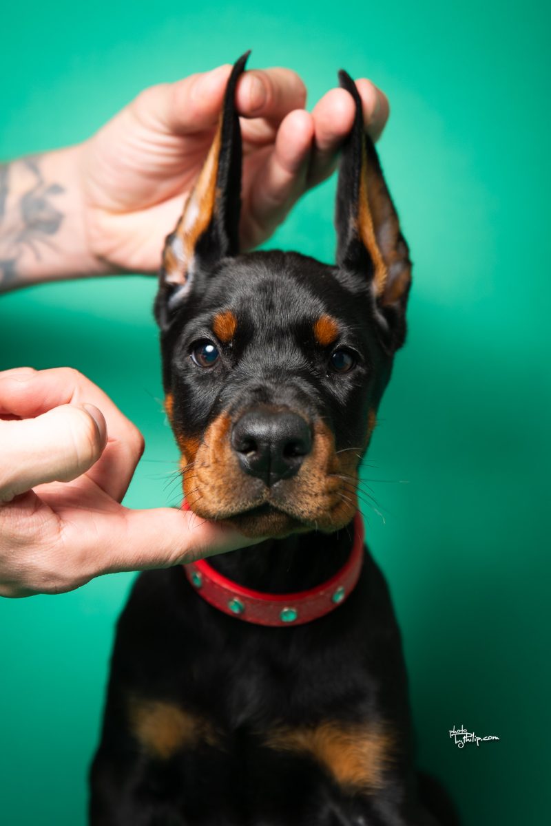 Red Collar Male (Geppetto x Fiona)