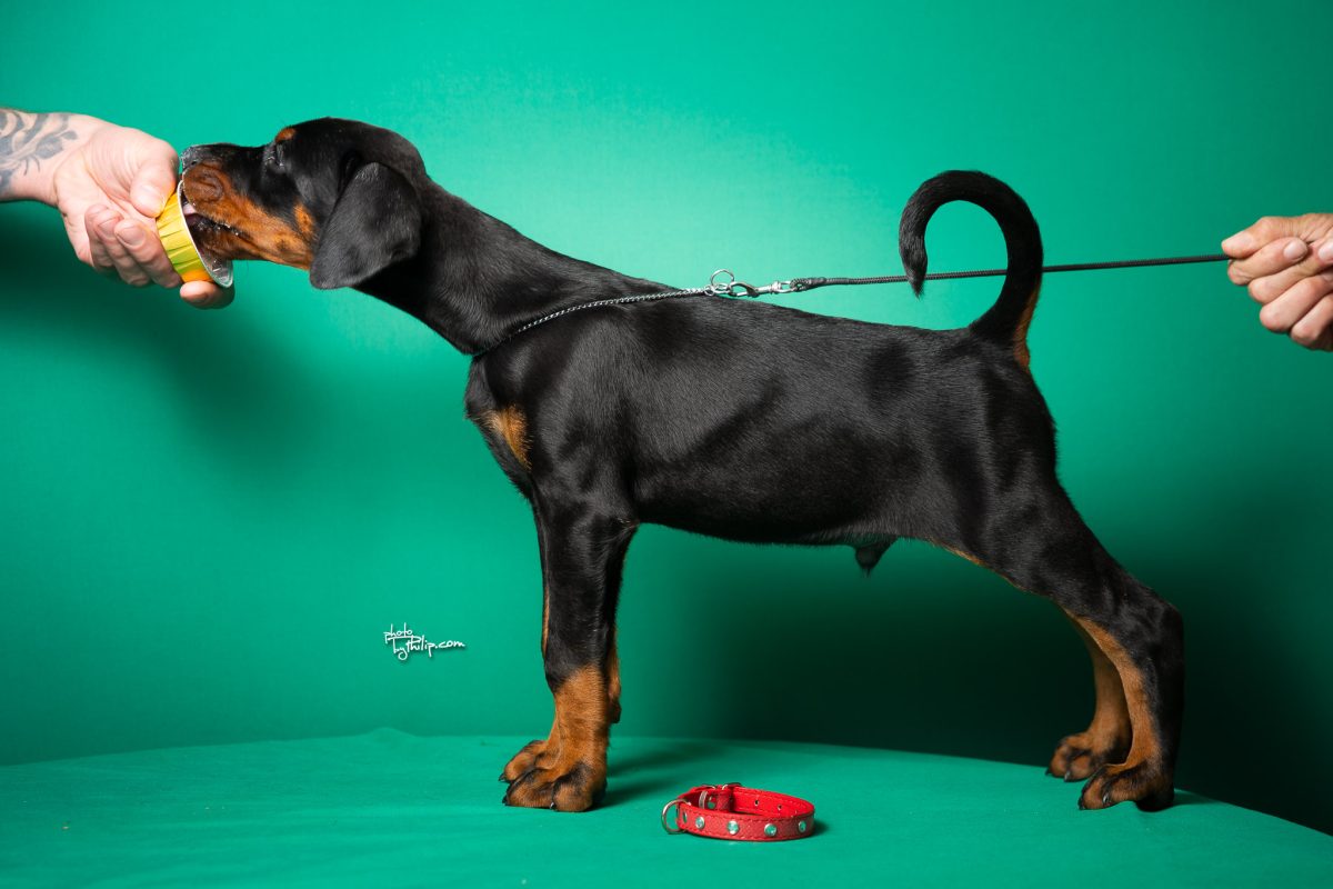 Red Collar Male (Geppetto x Fiona)