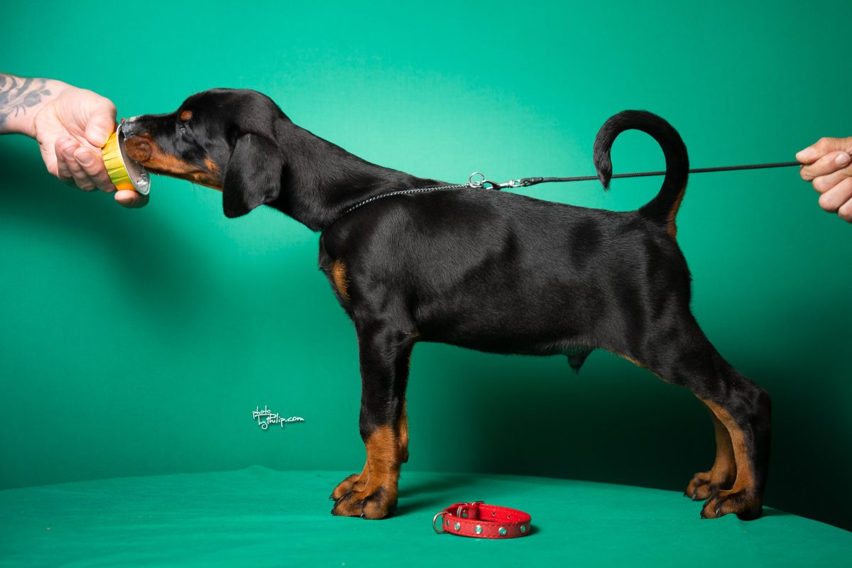 Red Collar Male (Geppetto x Fiona)