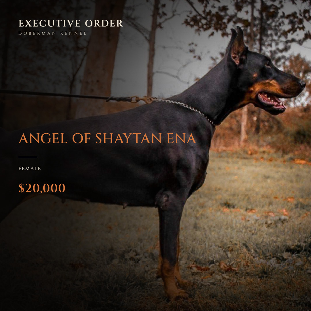 Angel of Shaytan Ena