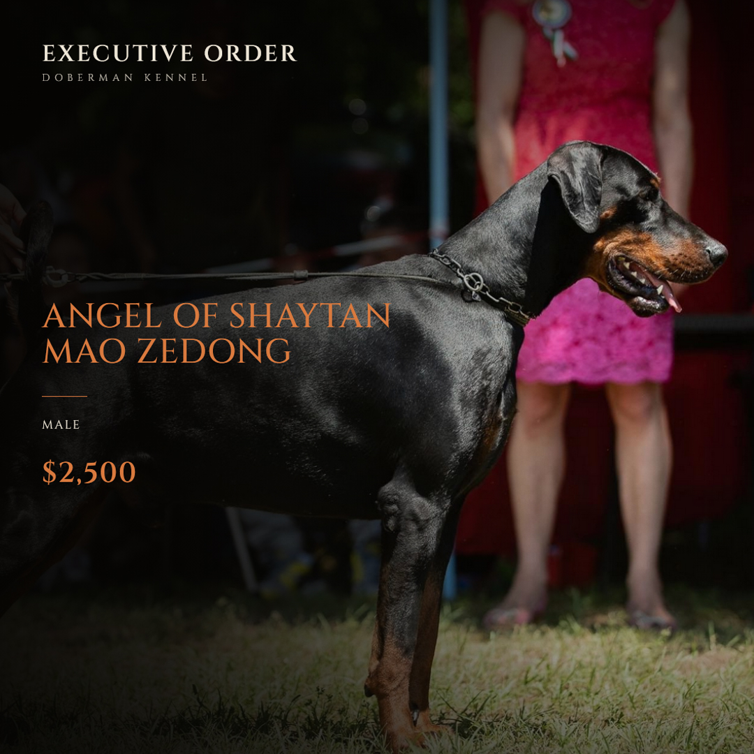 Angel of Shaytan Mao Zedong