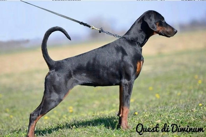 Quest Di Diwinum