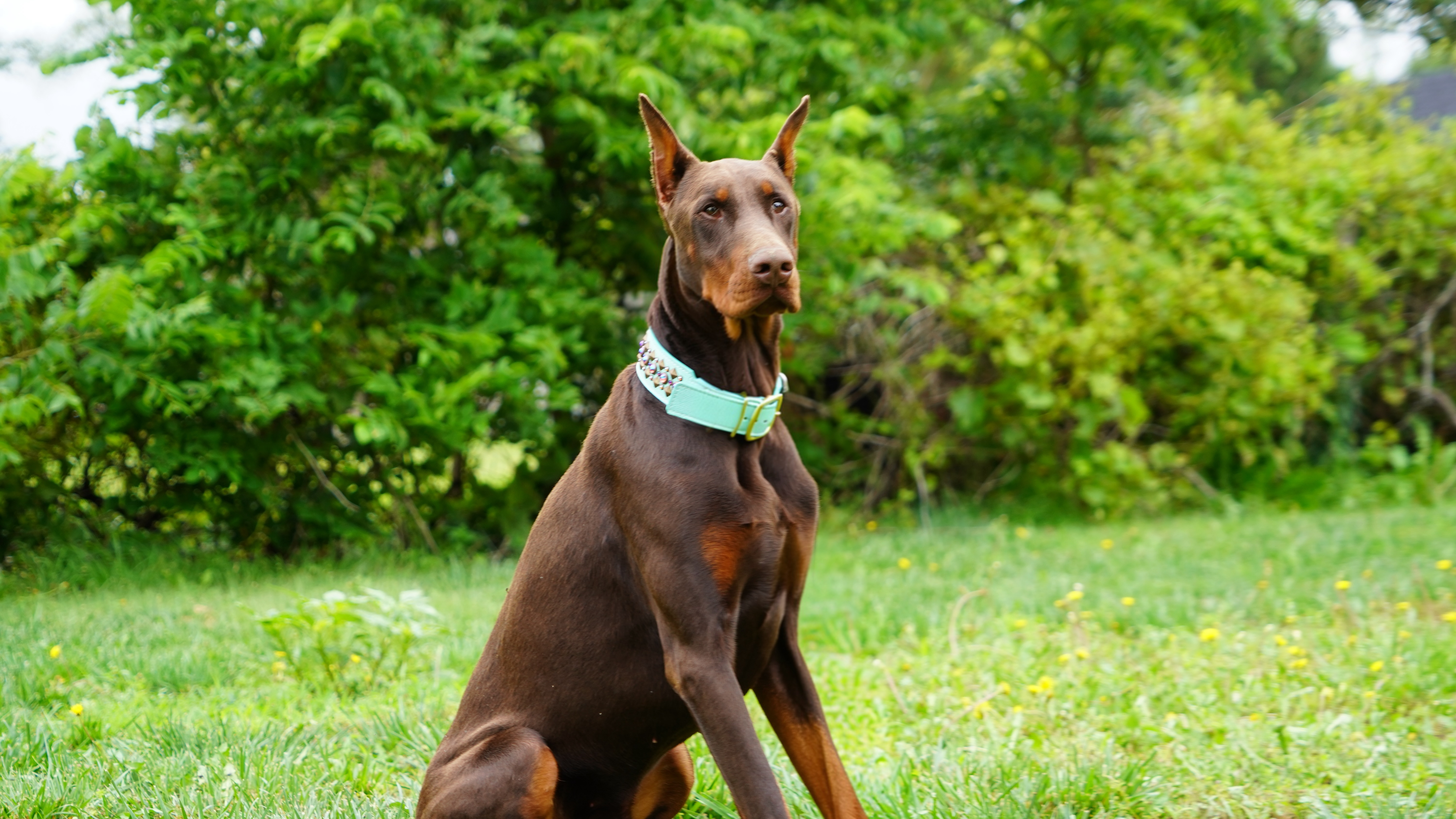 Koda