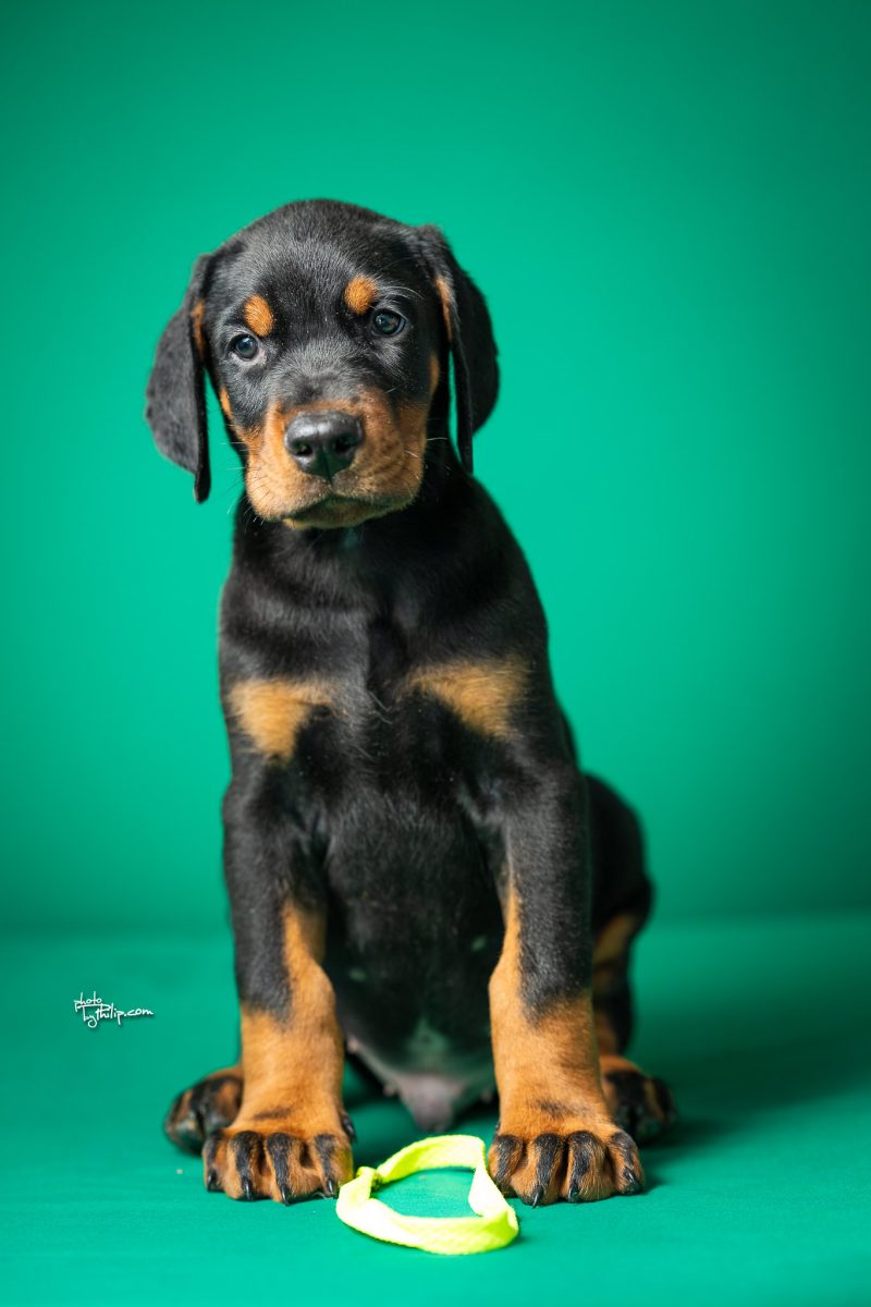 Platinum Litter-Lime Collar Male