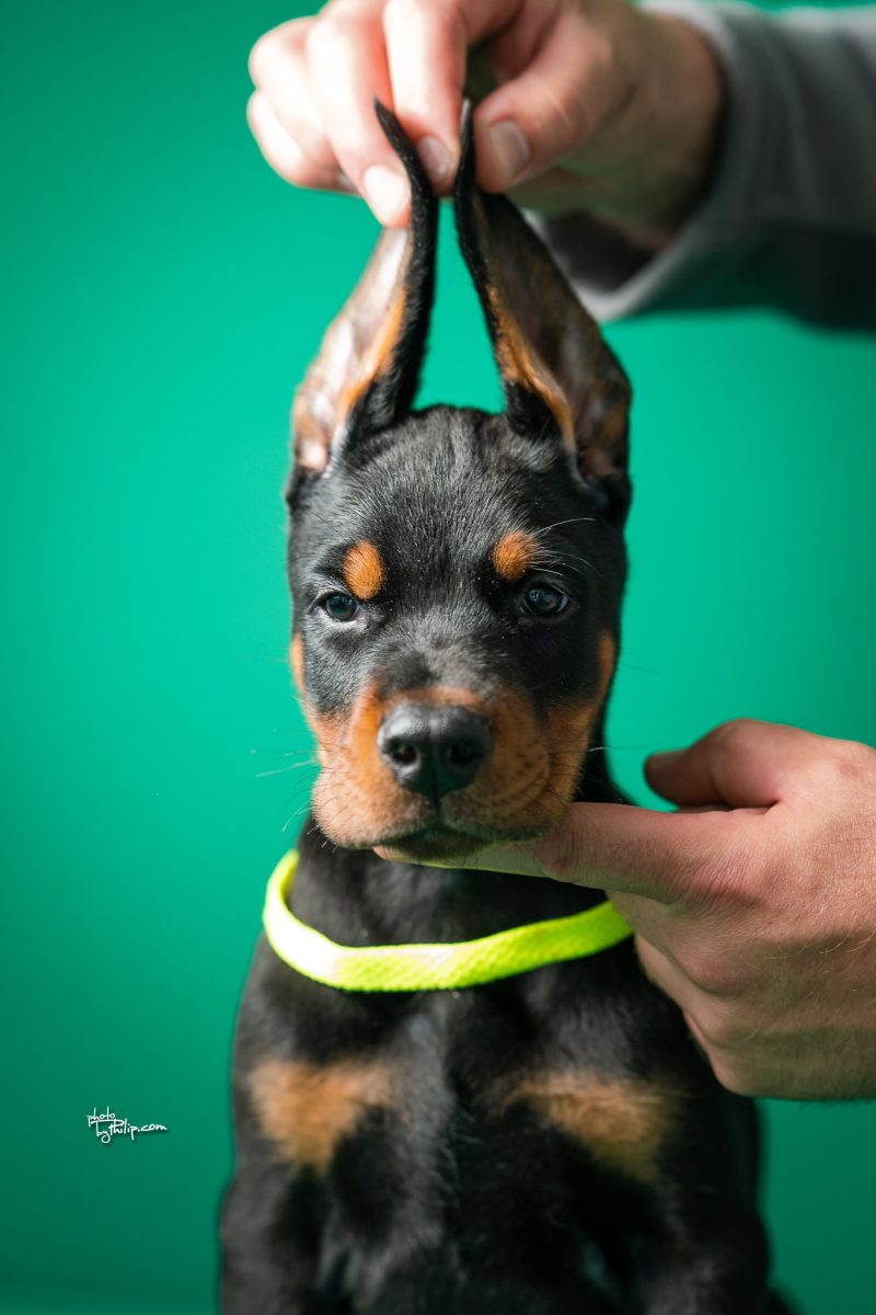 Platinum Litter-Lime Collar Male