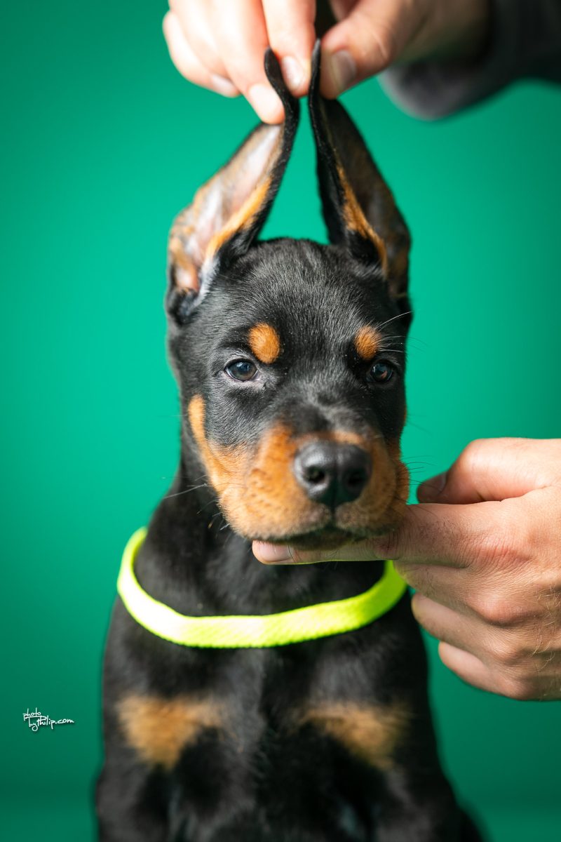 Platinum Litter-Lime Collar Male