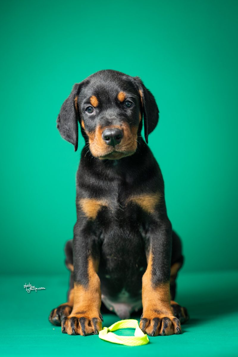 Platinum Litter-Lime Collar Male