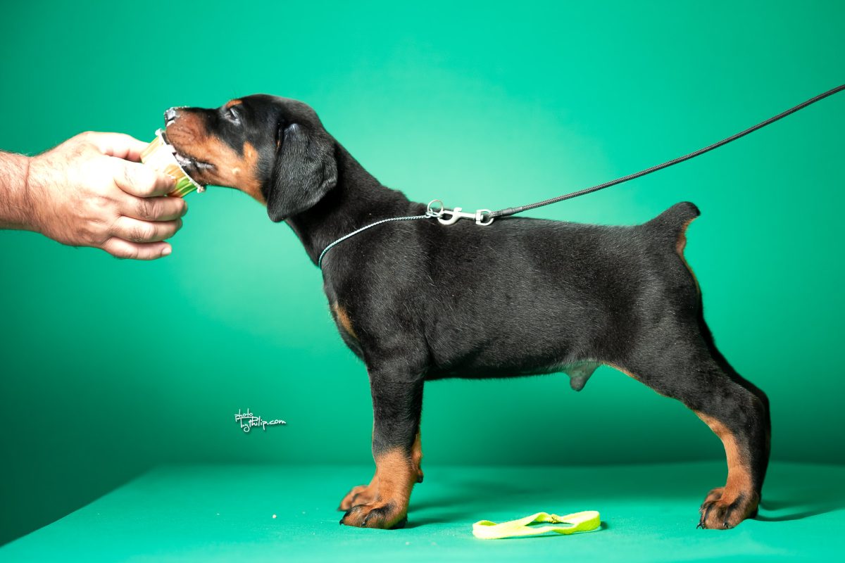Platinum Litter-Lime Collar Male