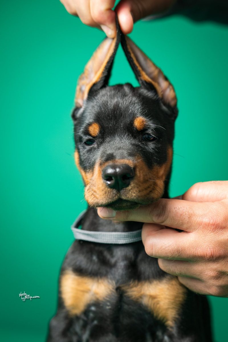 Platinum Litter-Dark Gray Collar Male