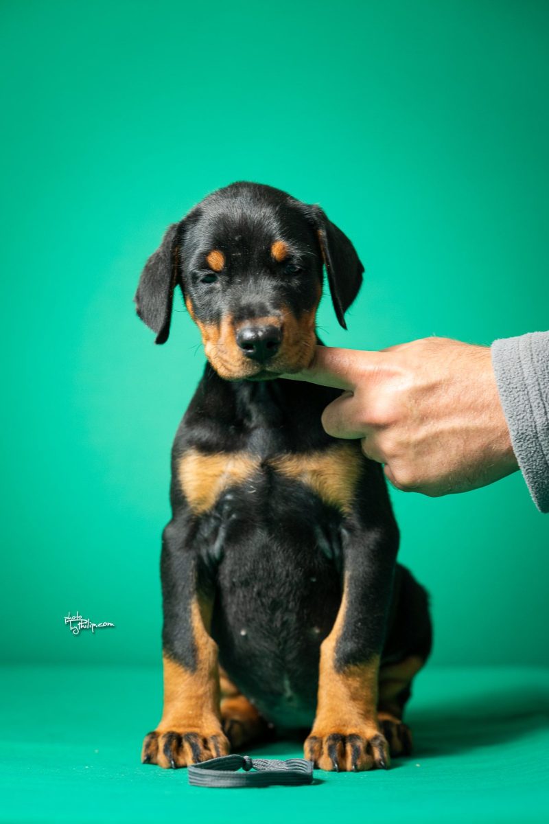 Platinum Litter-Dark Gray Collar Male