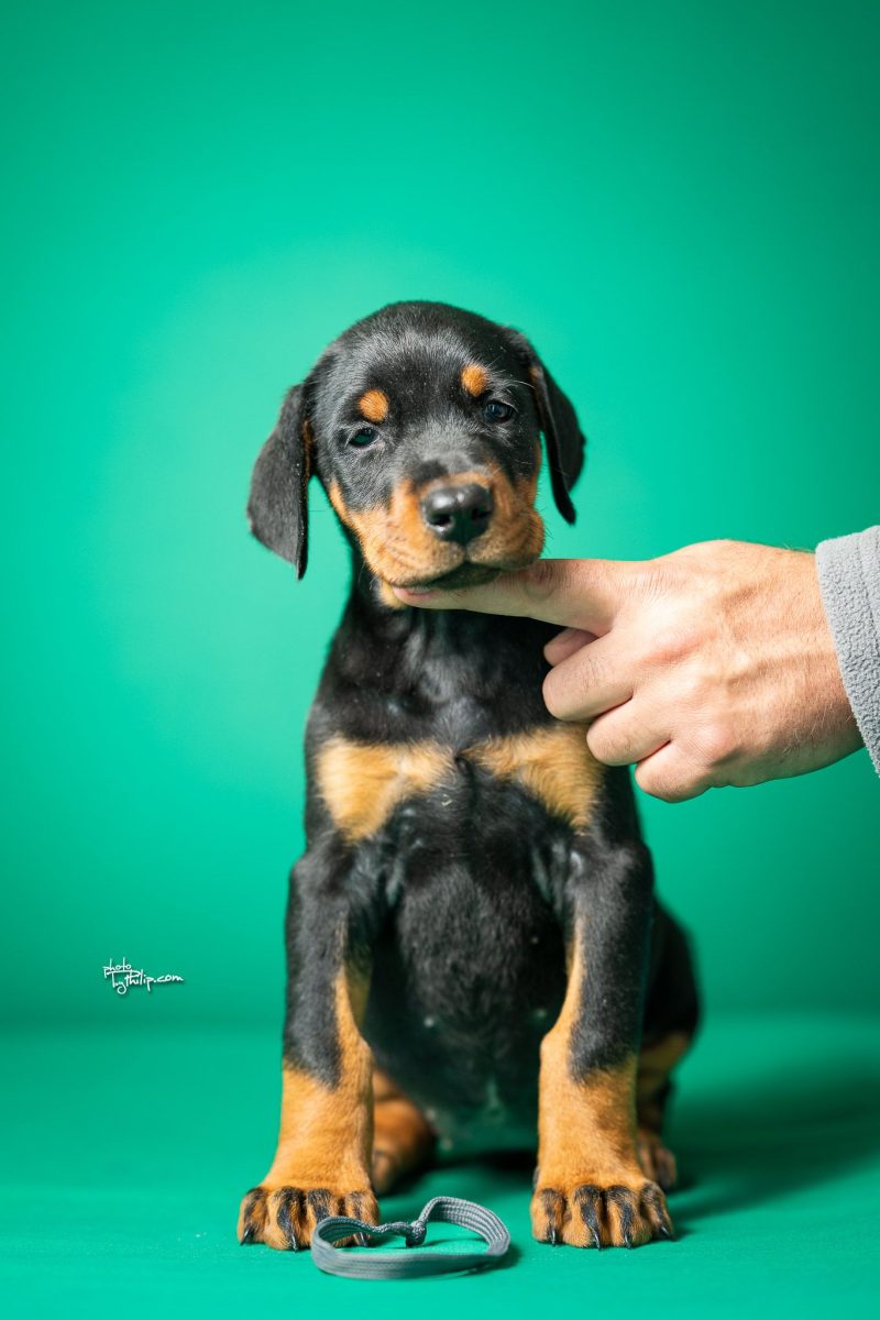 Platinum Litter-Dark Gray Collar Male