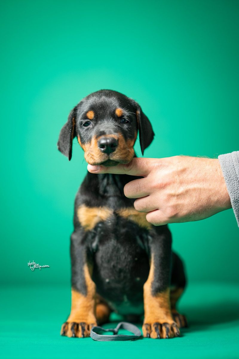 Platinum Litter-Dark Gray Collar Male