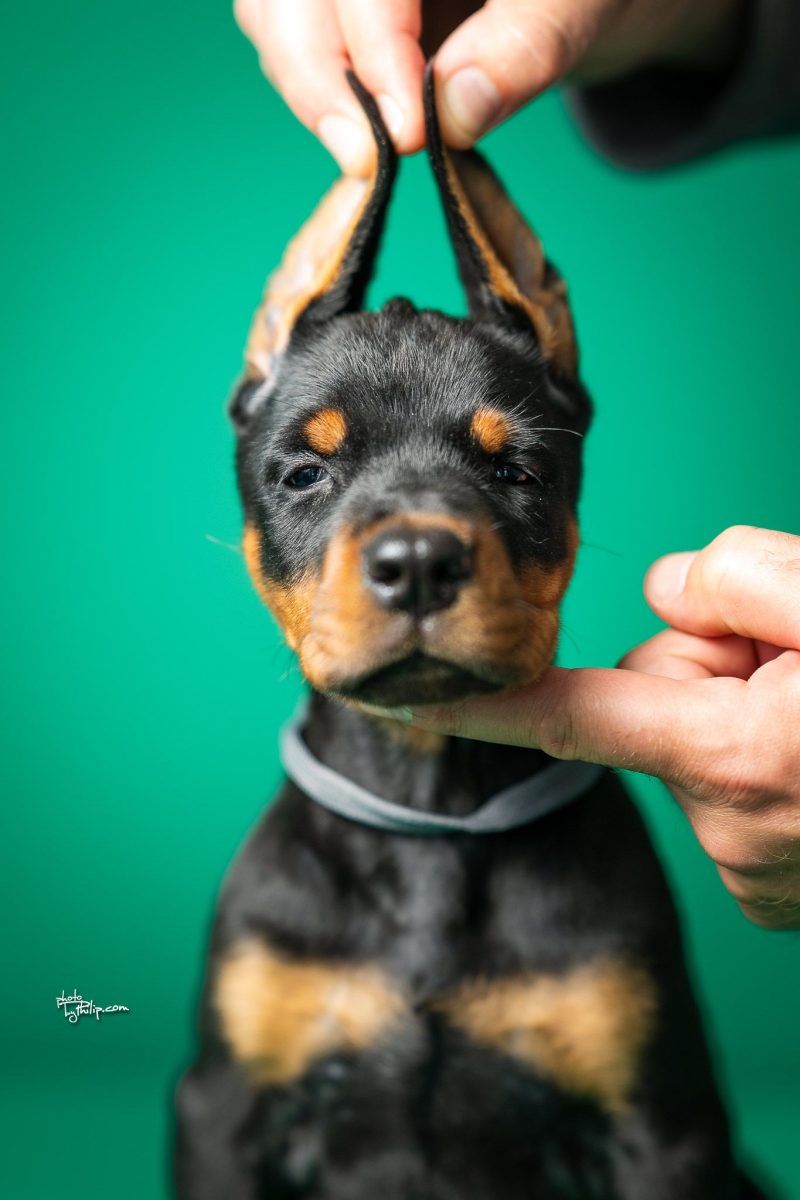 Platinum Litter-Dark Gray Collar Male