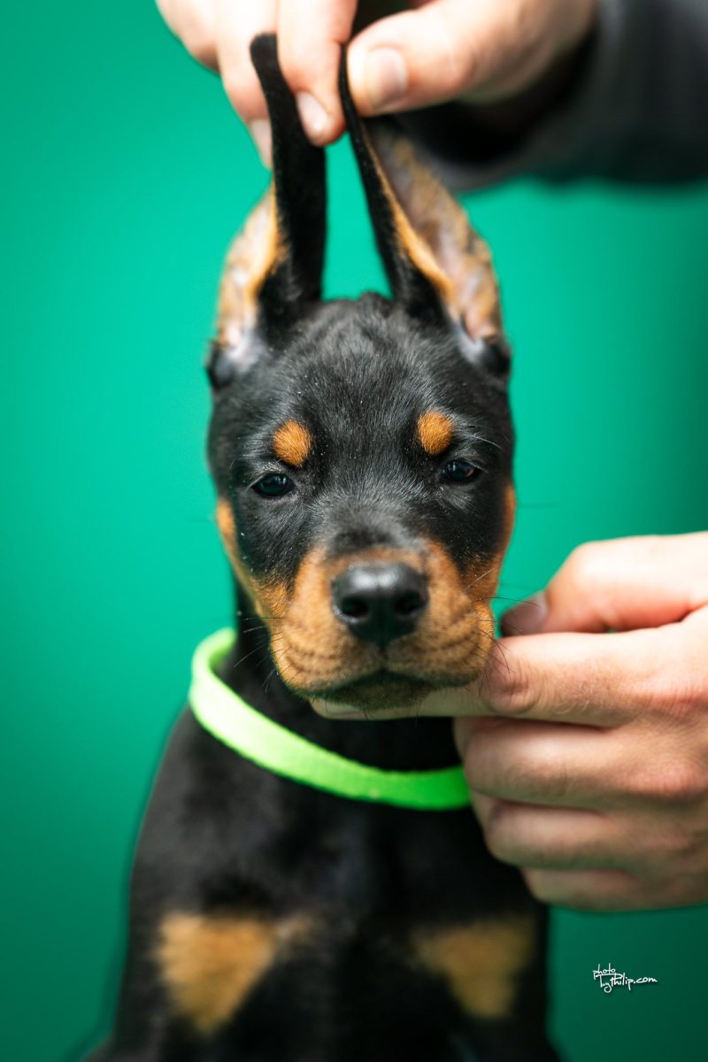 Platinum Litter-Lime Green Collar Female