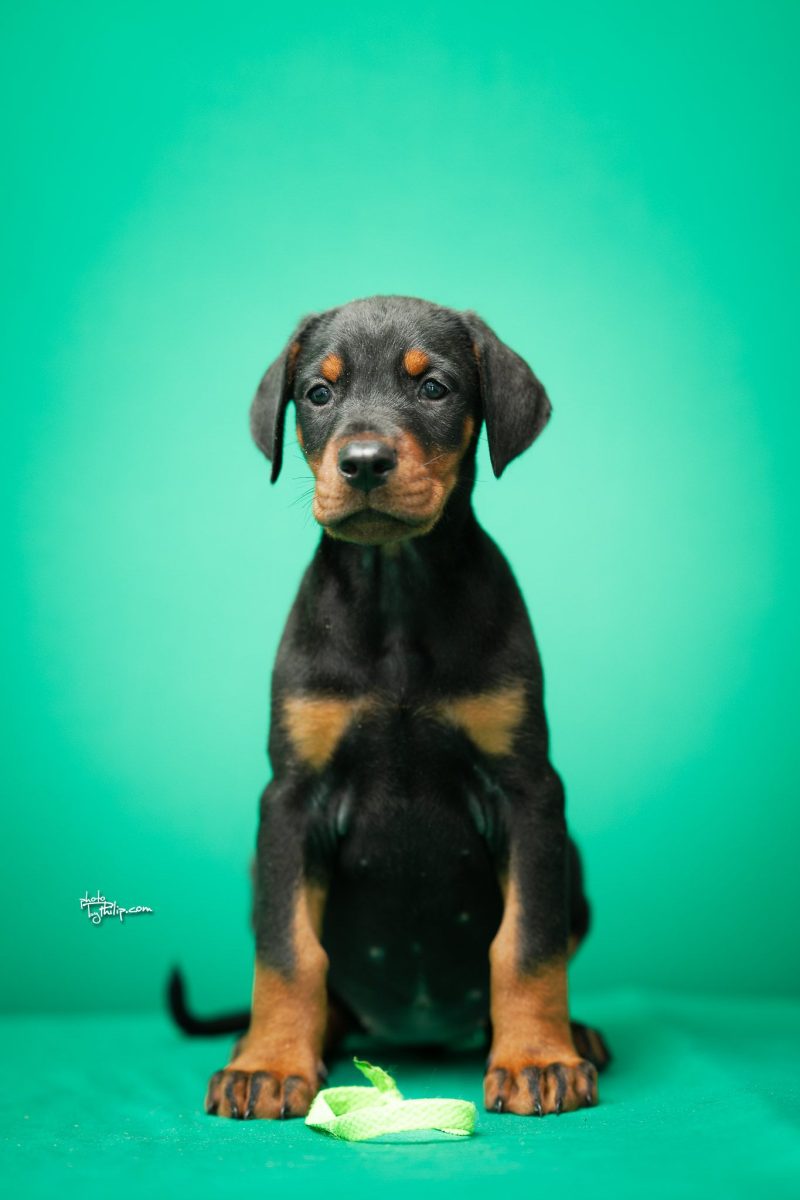 Platinum Litter-Lime Green Collar Female