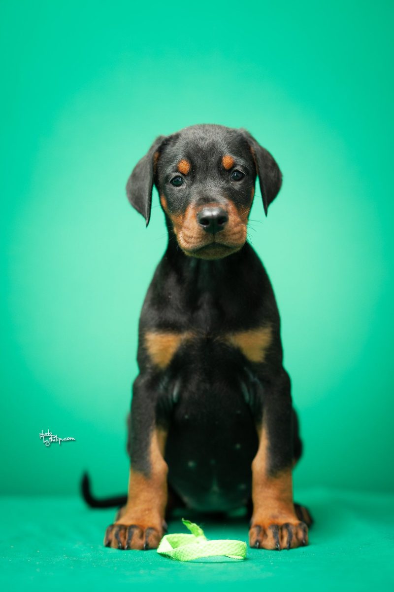 Platinum Litter-Lime Green Collar Female