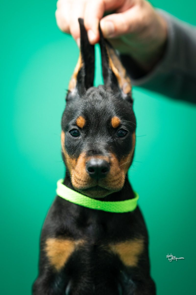 Platinum Litter-Lime Green Collar Female