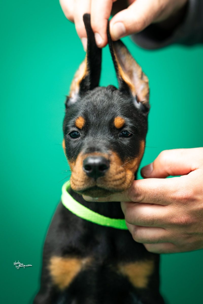 Platinum Litter-Lime Green Collar Female