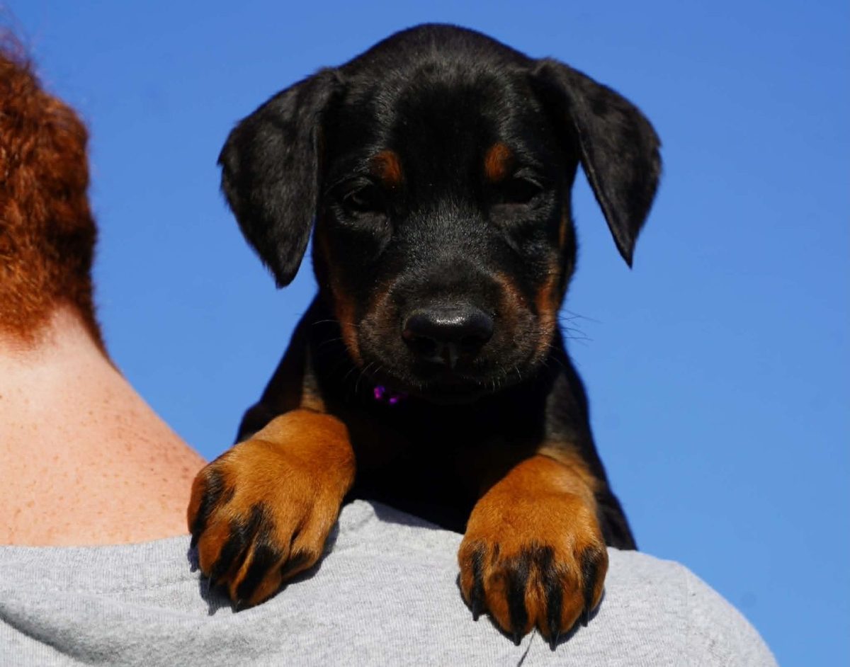 Purple Collar Female-Platinum Litter