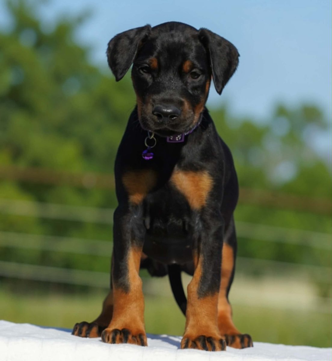 Purple Collar Female-Platinum Litter