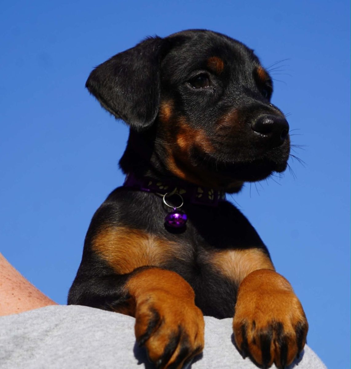 Purple Collar Female-Platinum Litter