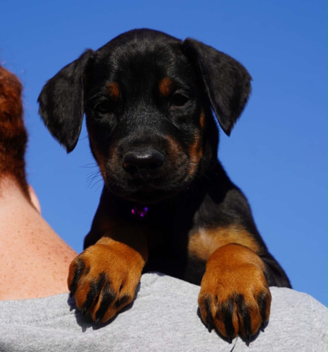 Purple Collar Female-Platinum Litter
