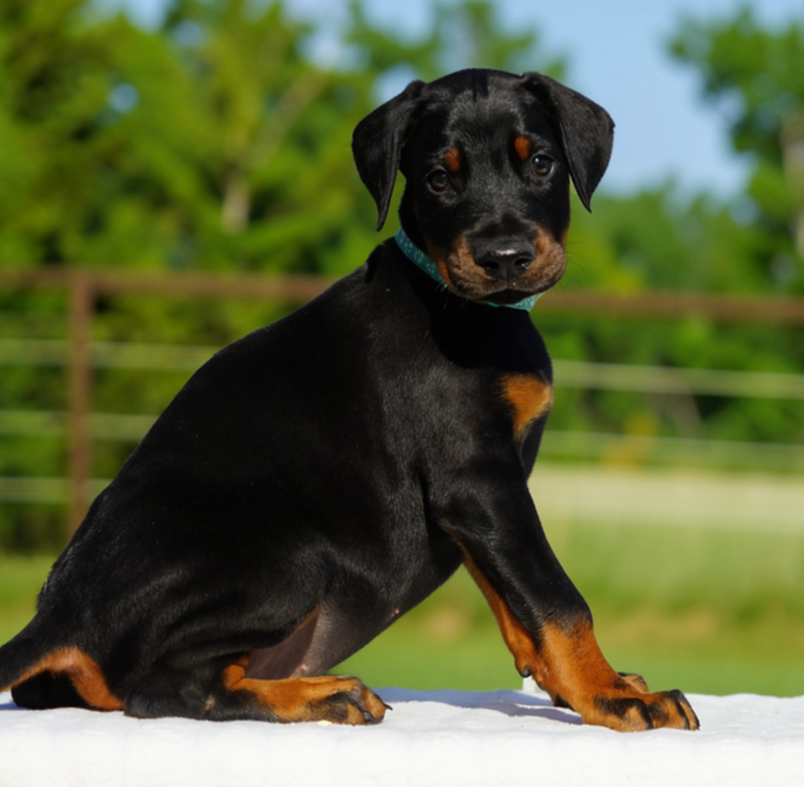 Teal Collar Male-Platinum Litter
