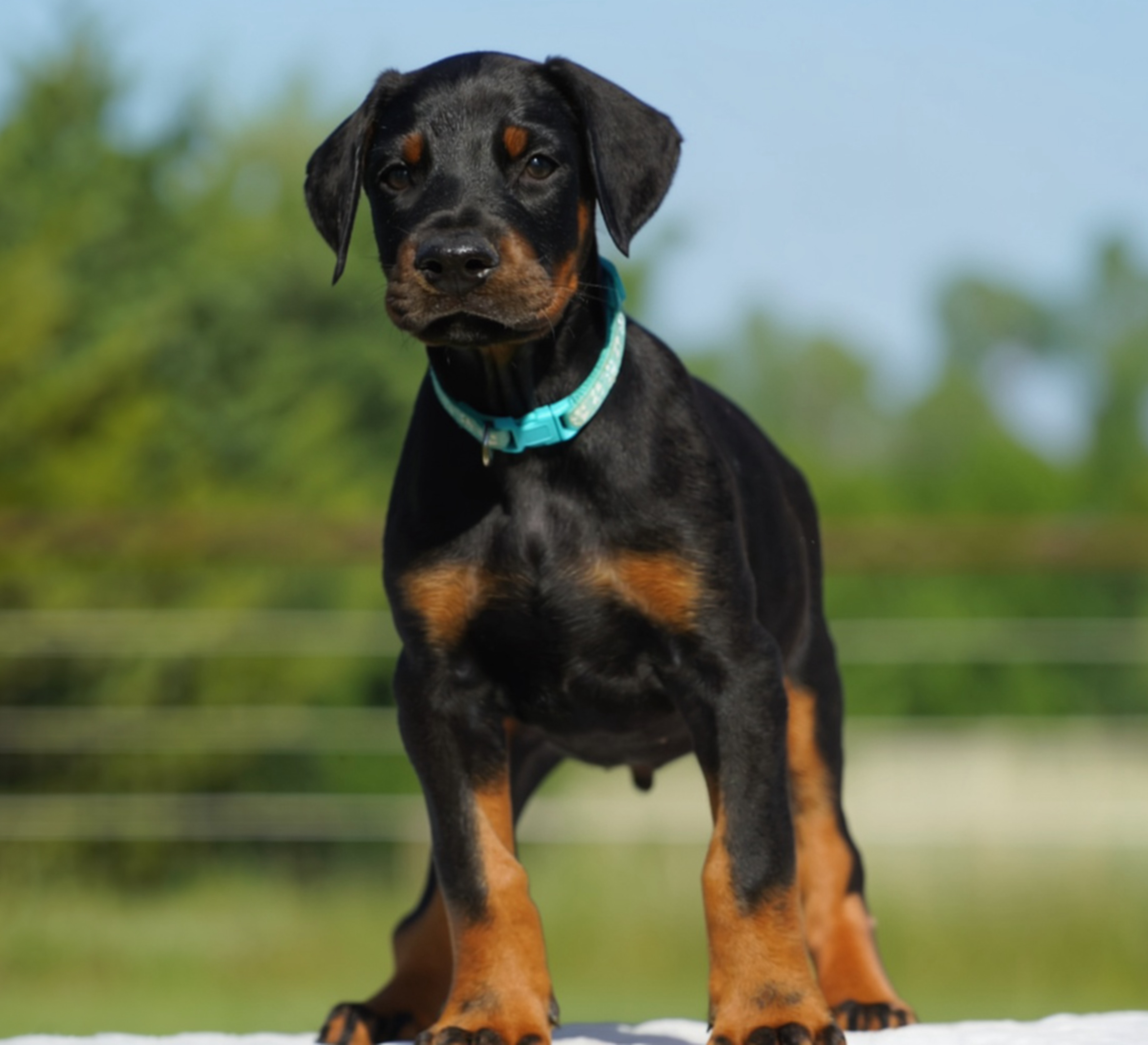 Teal Collar Male-Platinum Litter