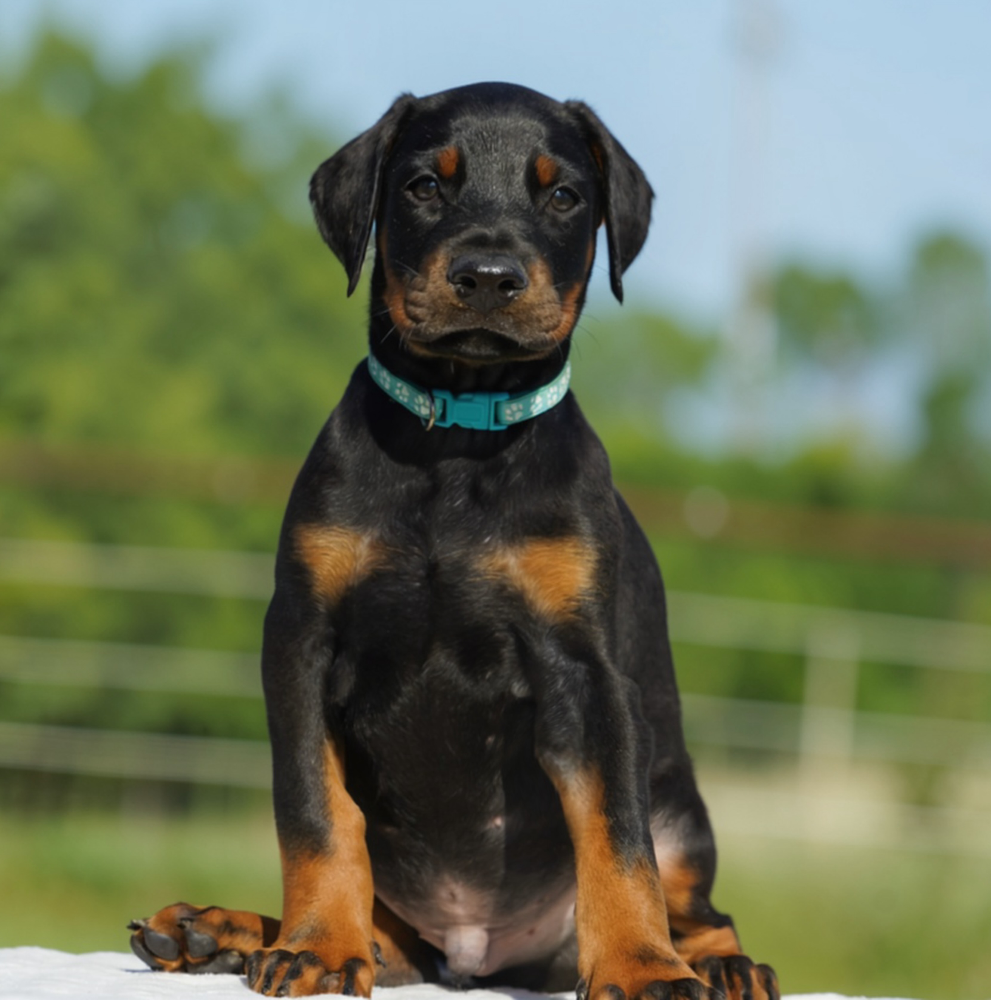 Teal Collar Male-Platinum Litter