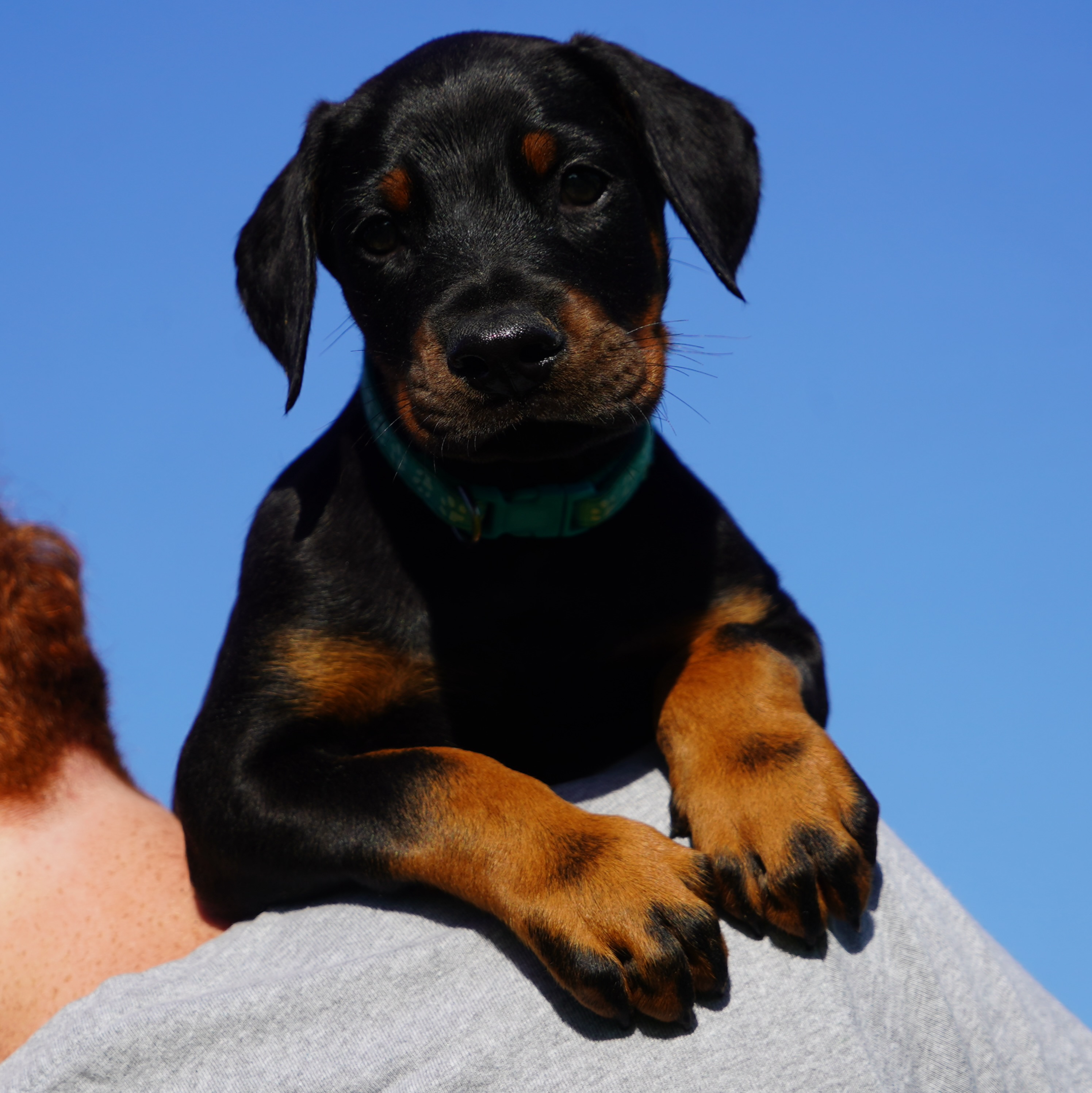 Teal Collar Male-Platinum Litter