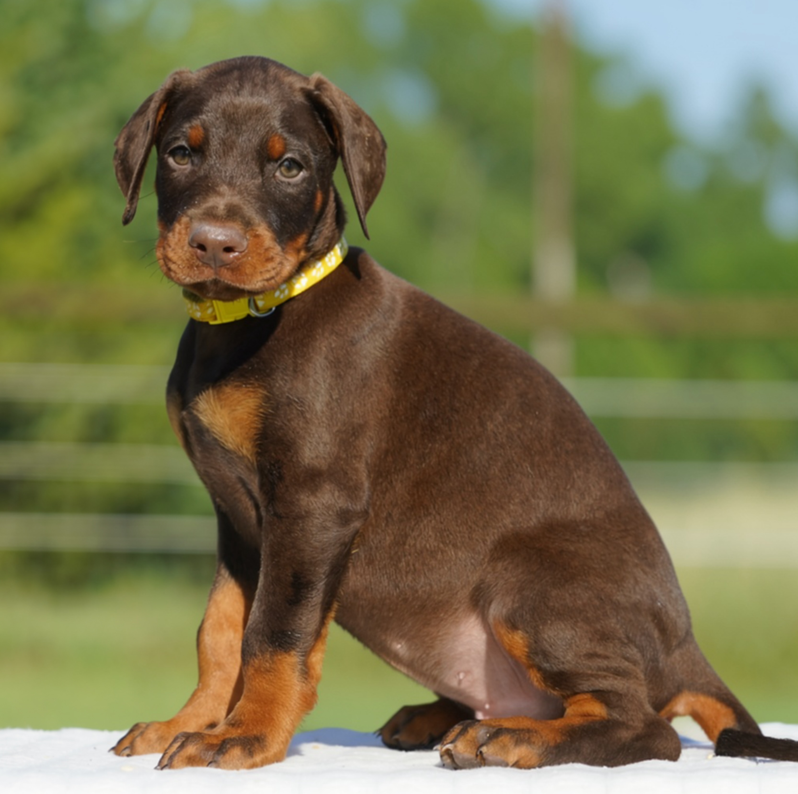 Yellow Collar Male-Platinum Litter