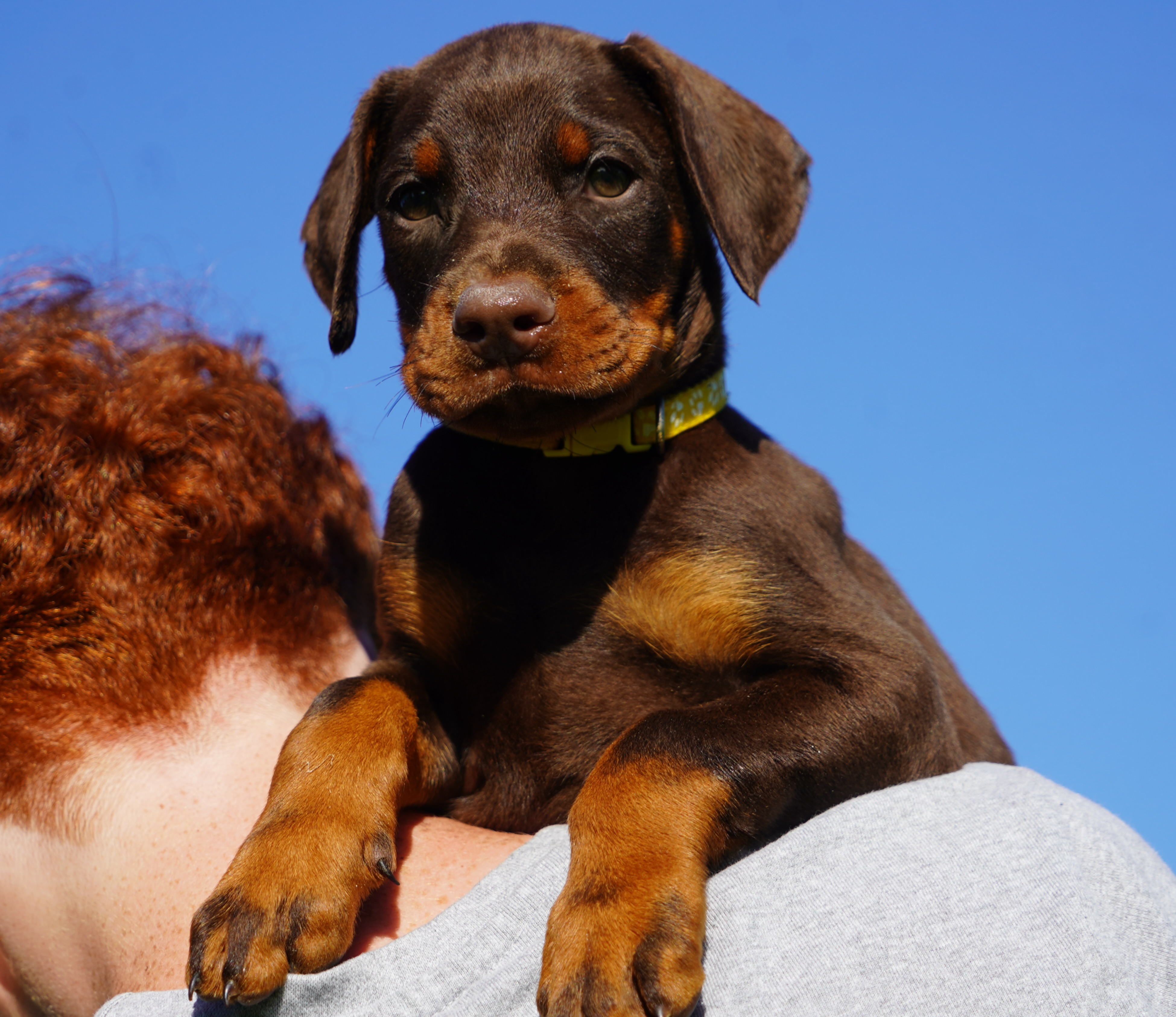 Yellow Collar Male-Platinum Litter