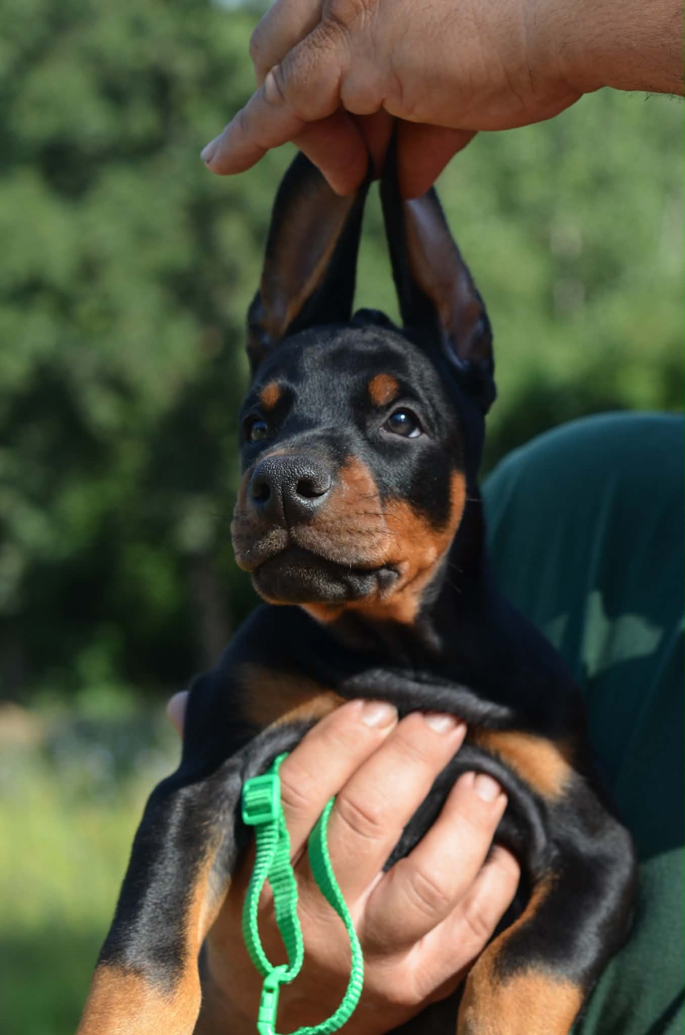 Lime Collar Male-Platinum Litter