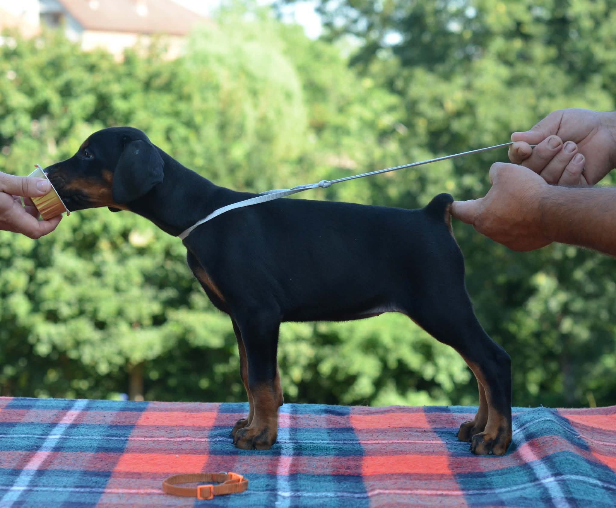 Orange Collar Female-Platinum Litter