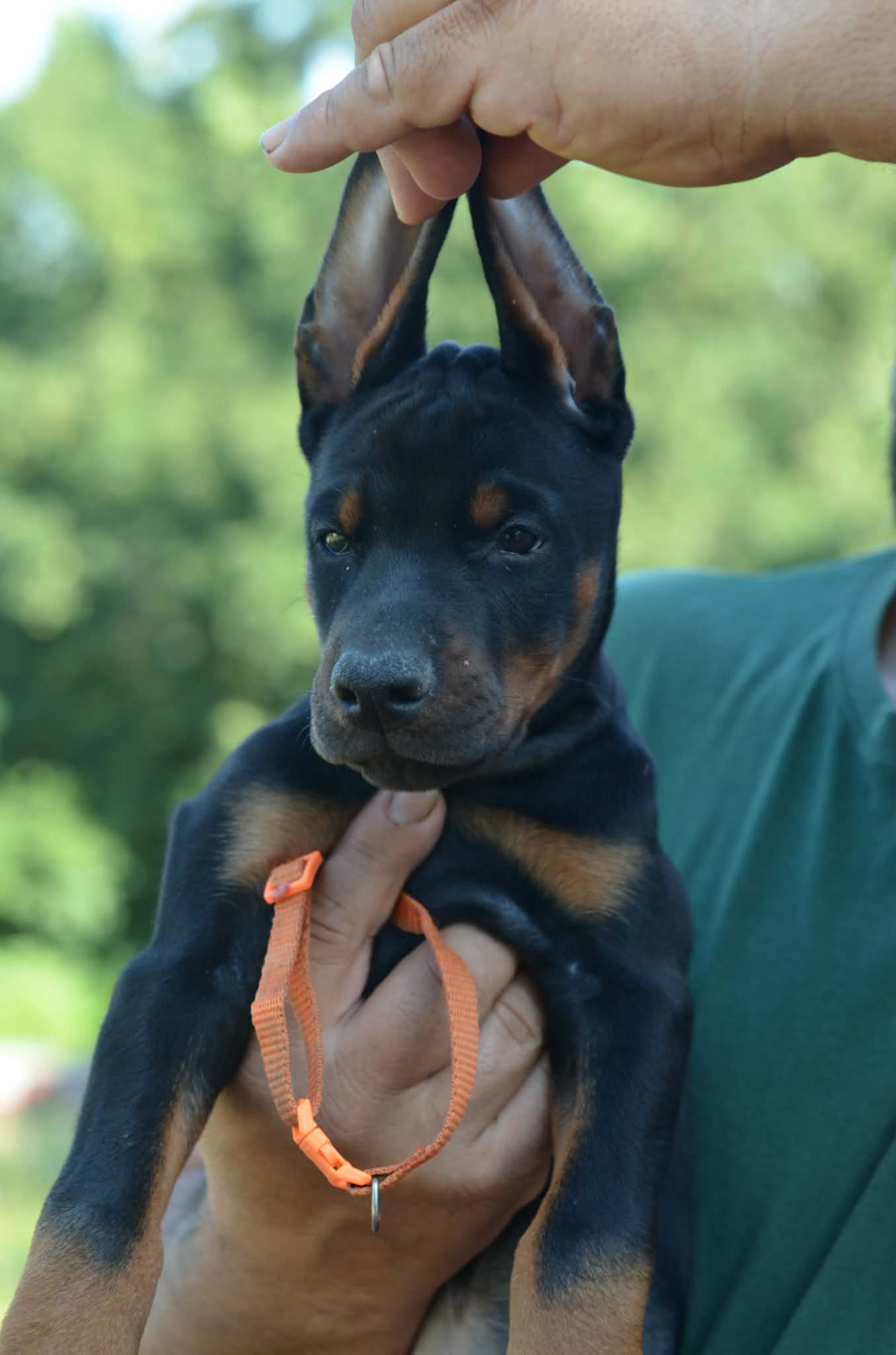 Orange Collar Female-Platinum Litter