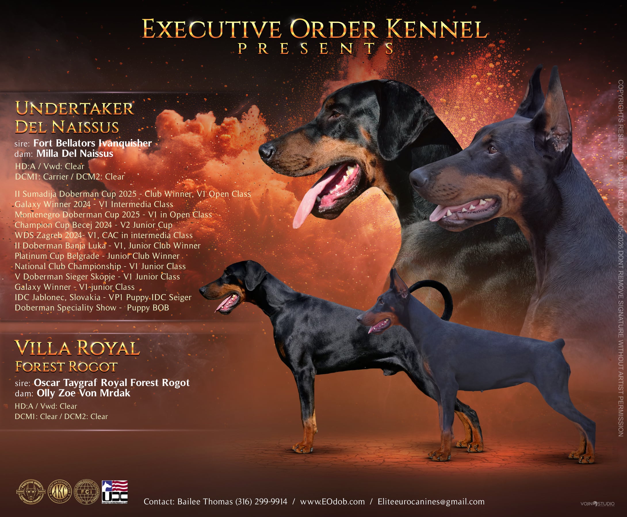 Orange Collar Female-Platinum Litter
