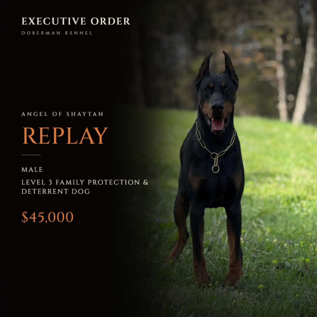 Replay Angel of Shaytan 
