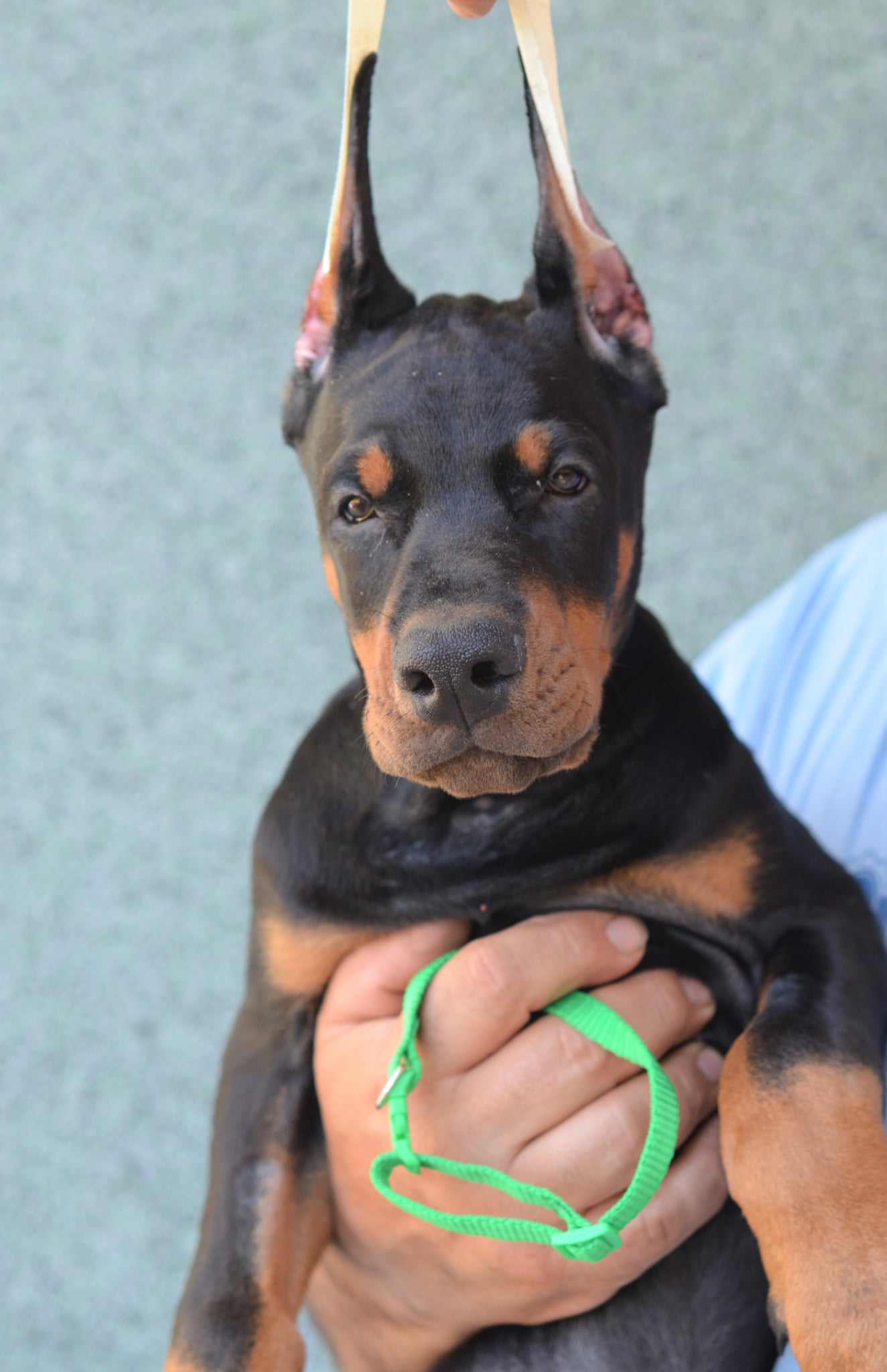 Lime Collar Male-Platinum Litter