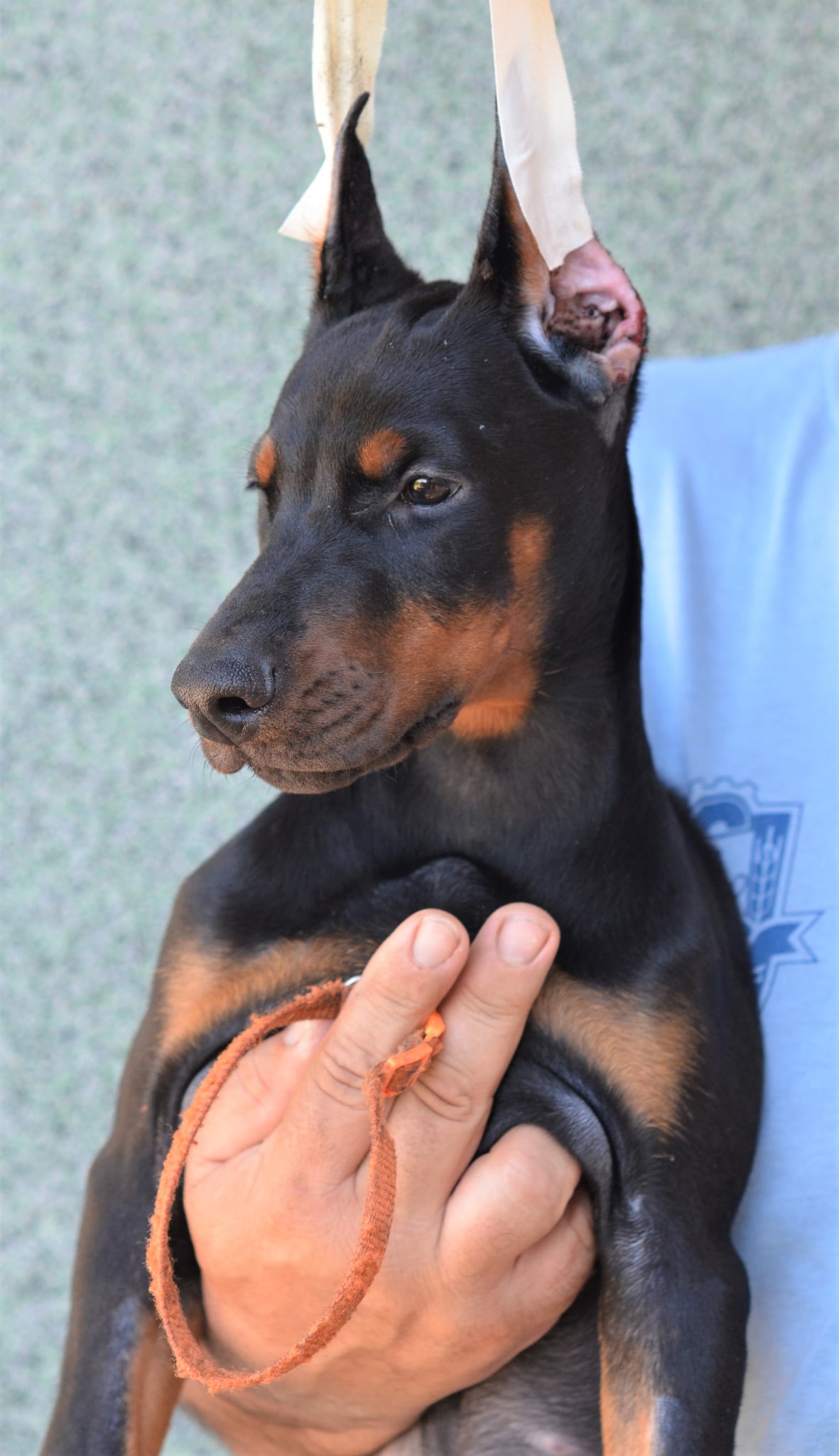 Orange Collar Female-Platinum Litter