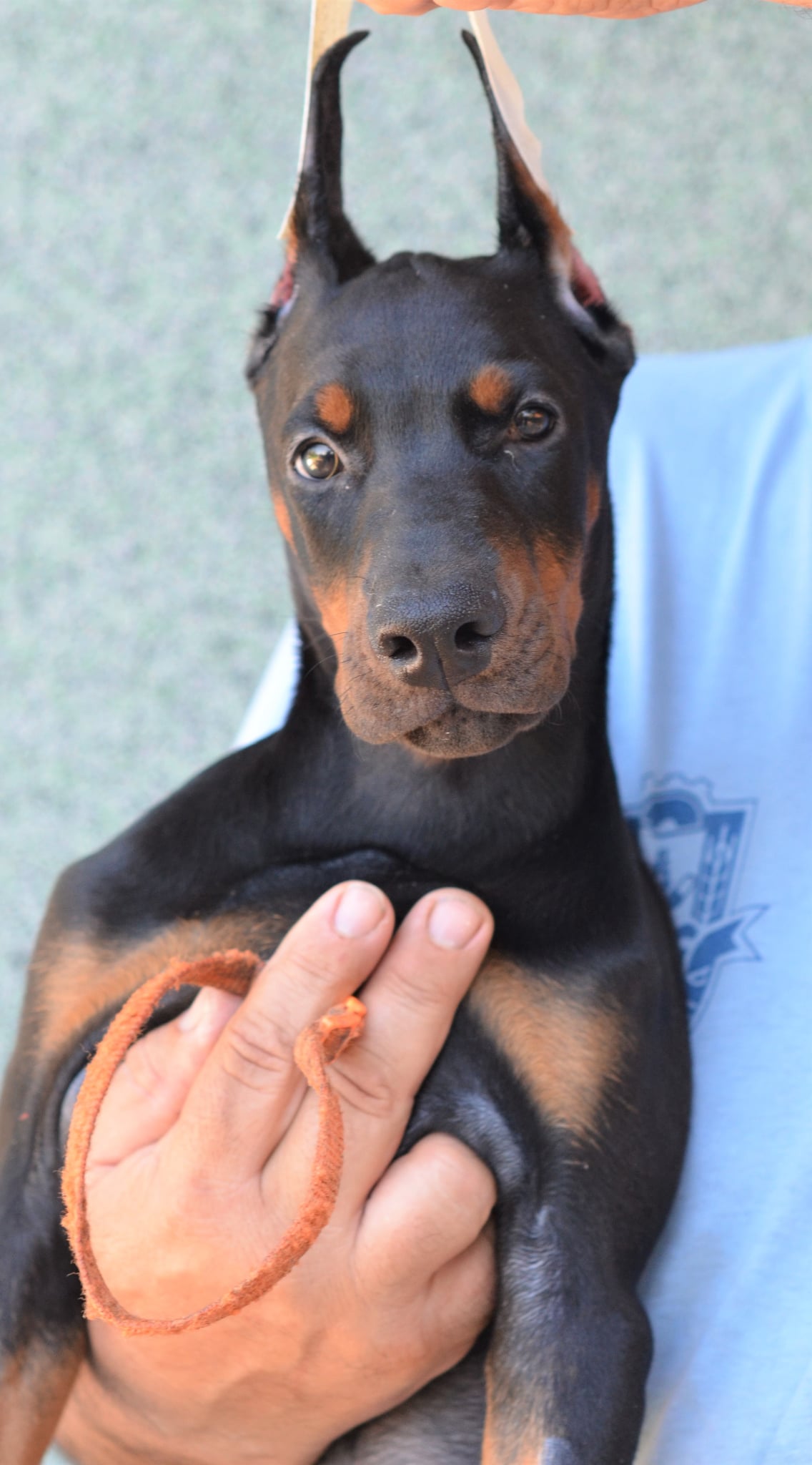 Orange Collar Female-Platinum Litter