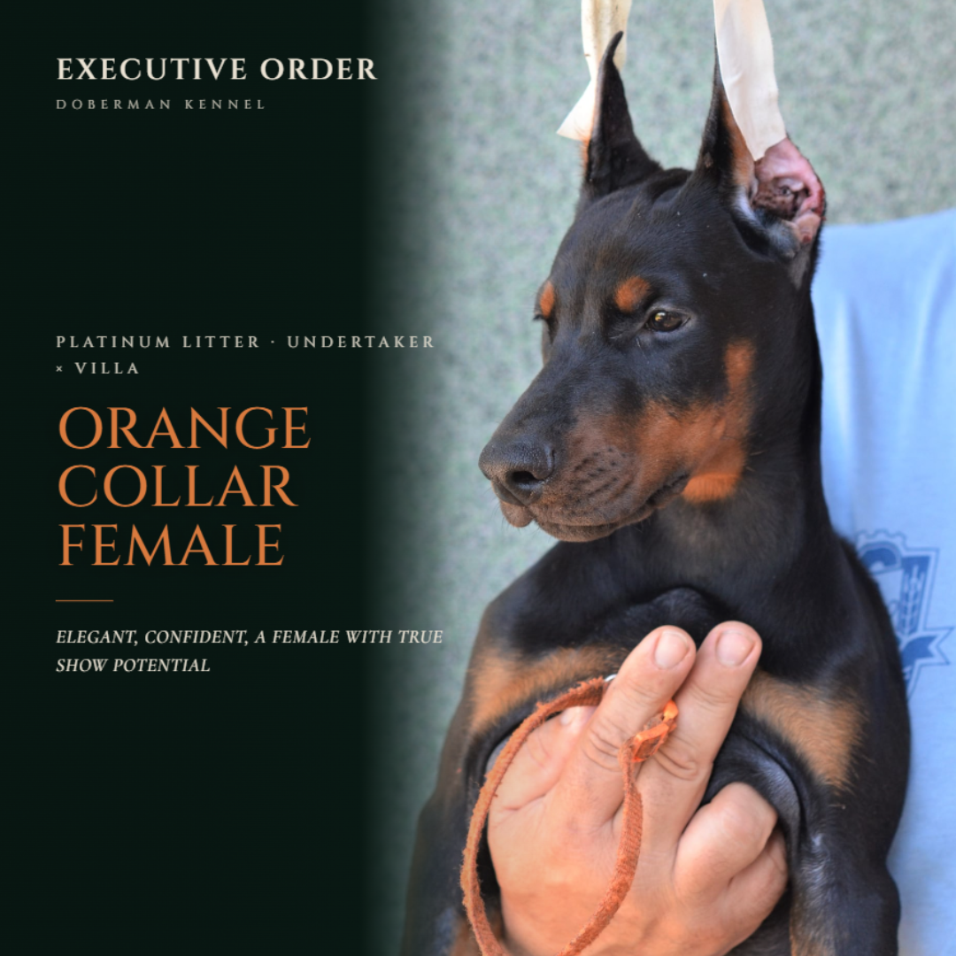 Orange Collar Female-Platinum Litter