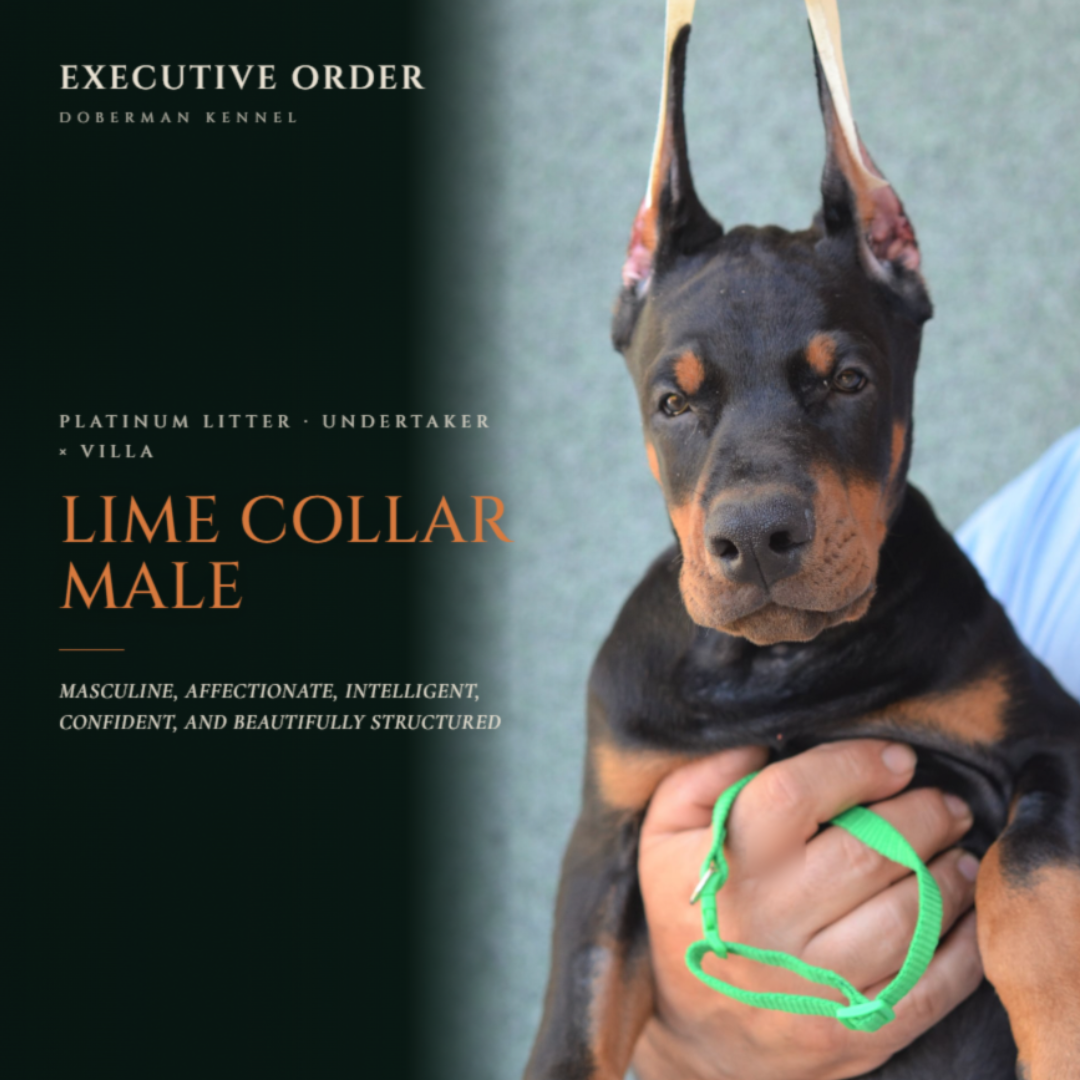 Lime Collar Male-Platinum Litter