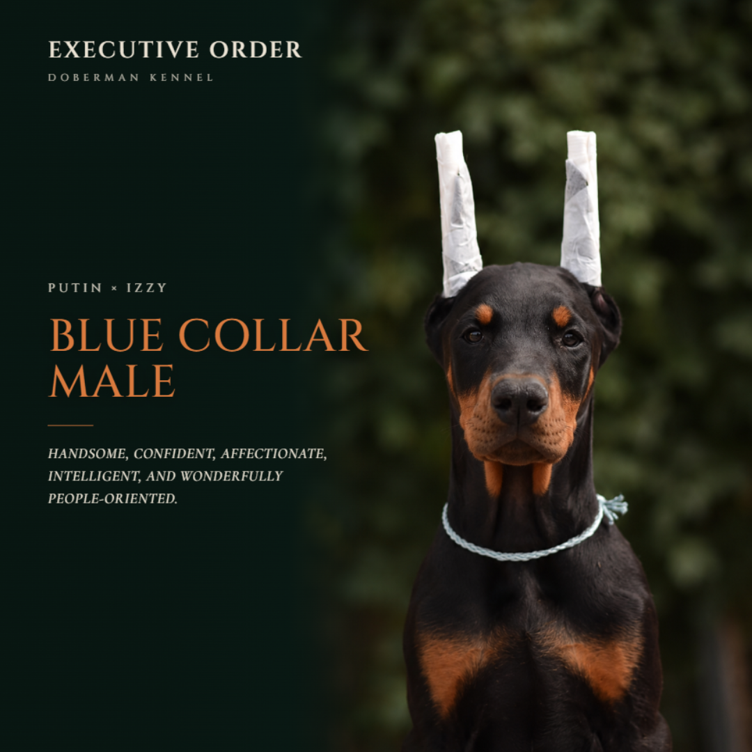 Blue Collar Male