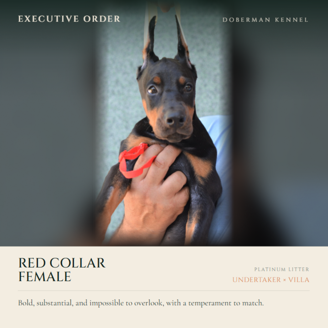 Red Collar Female-Platinum Litter