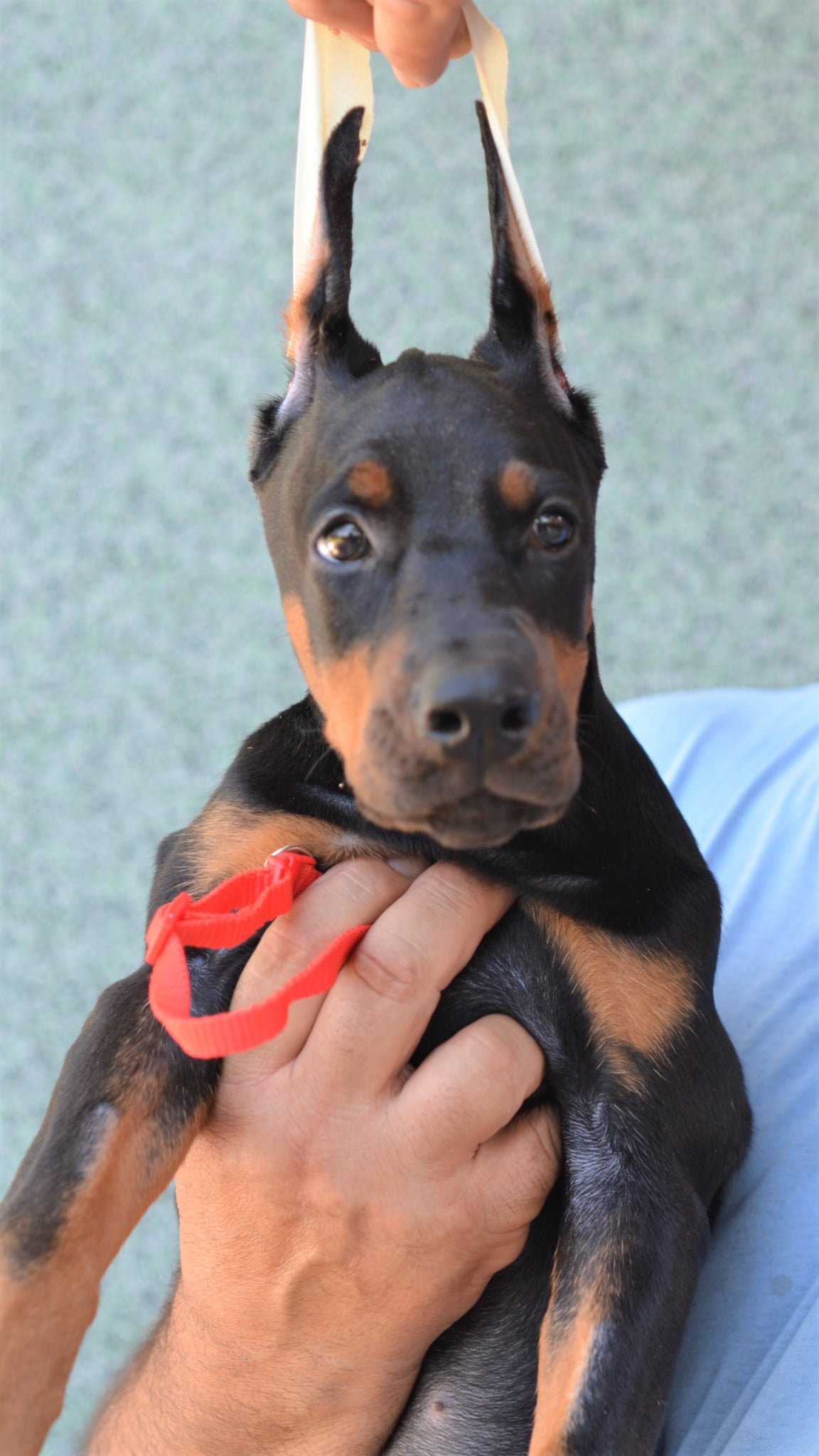 Red Collar Female-Platinum Litter