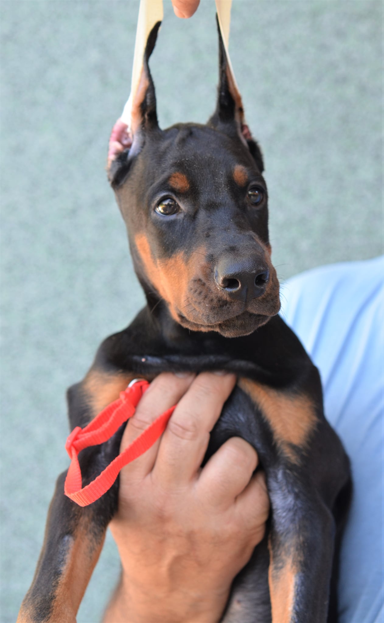 Red Collar Female-Platinum Litter