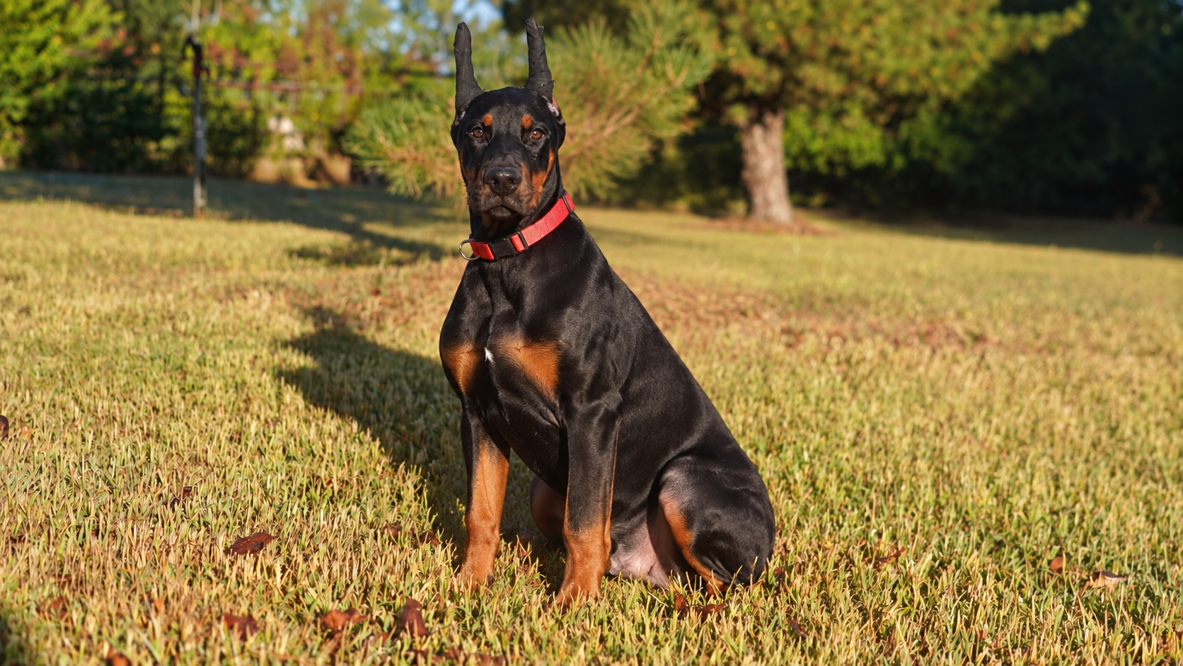 Drago