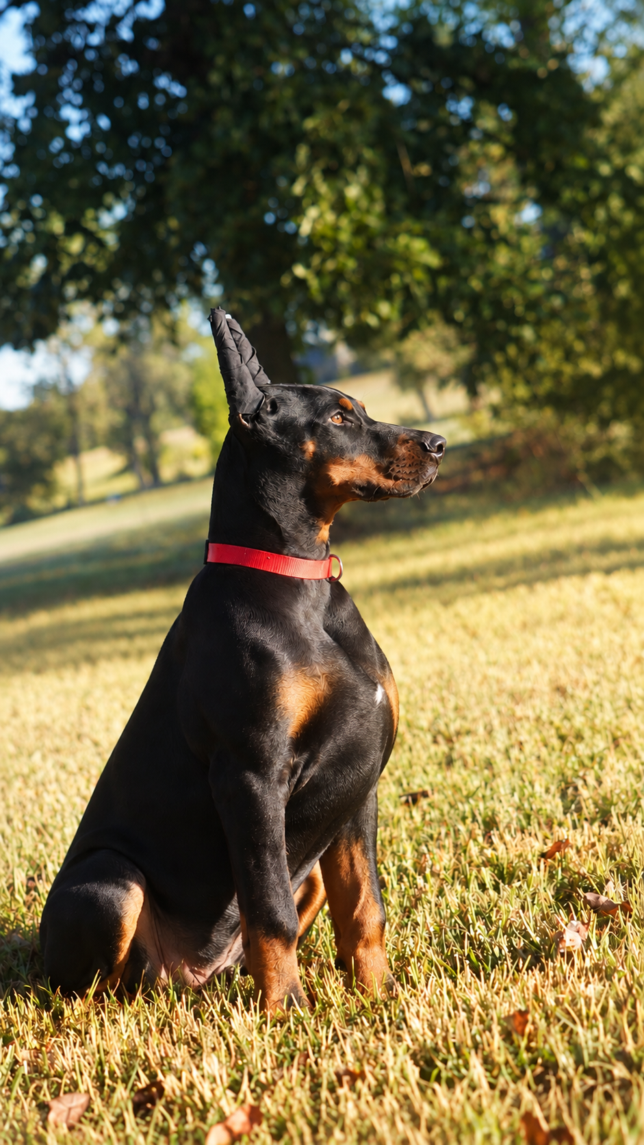 Drago
